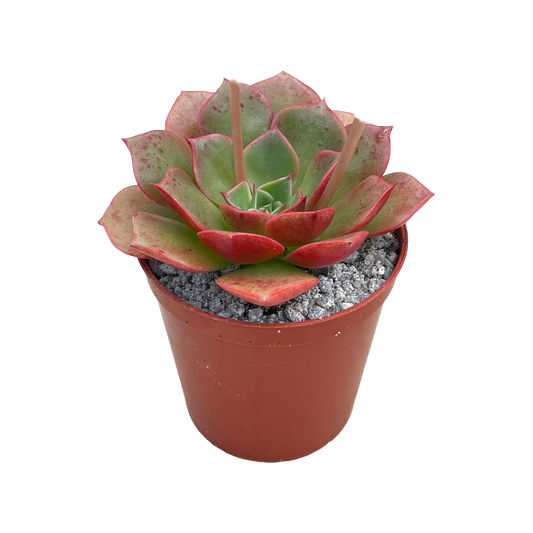 Echeveria 'Sulphur'