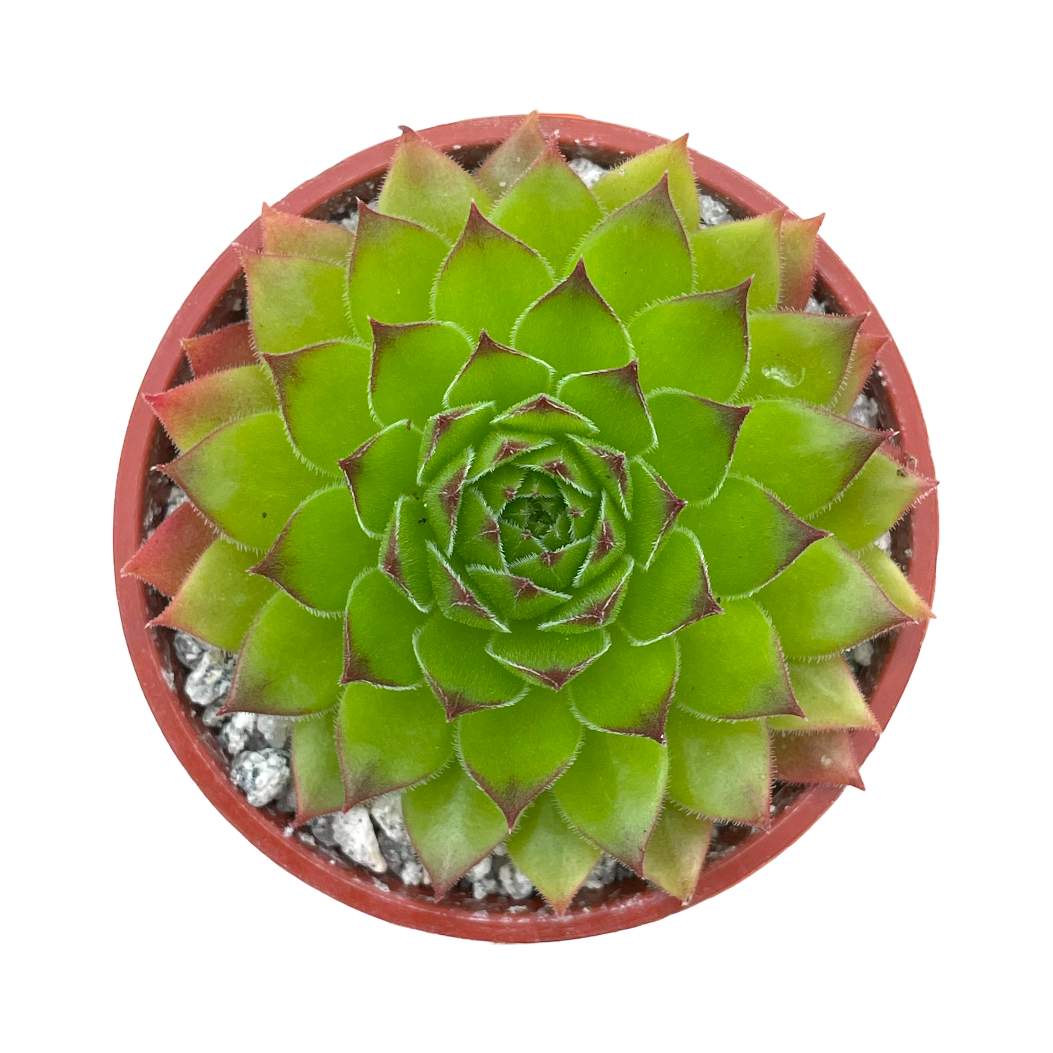 センペルビウム 'ハート' – Surreal Succulents センペルビウム 'ハート' – Surreal Succulents