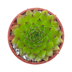 Sempervivum 'Hart'