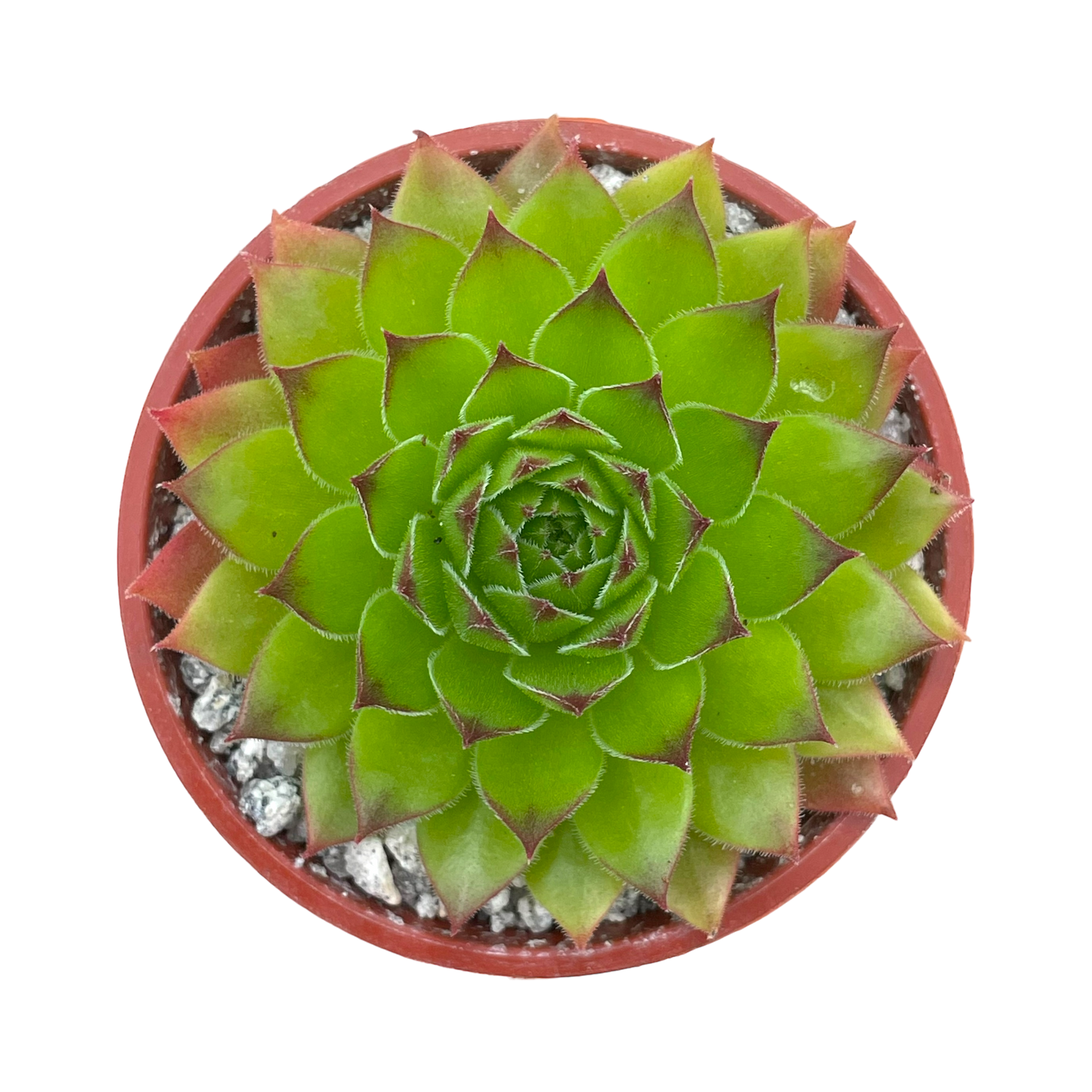 Sempervivum 'Hart'