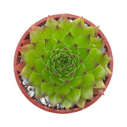 Sempervivum 'Hart'