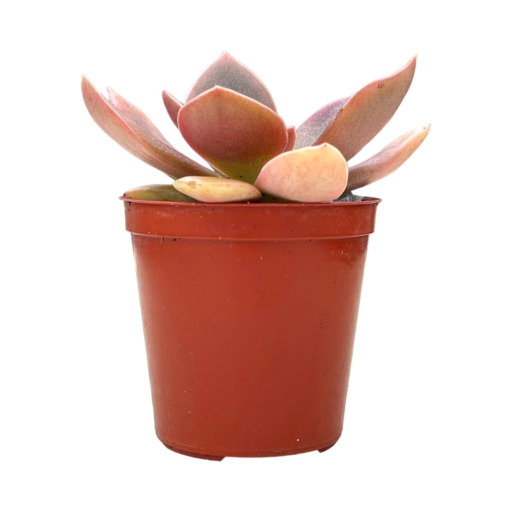 Echeveria carnicolor