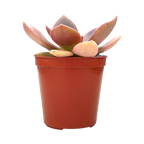 Echeveria carnicolor