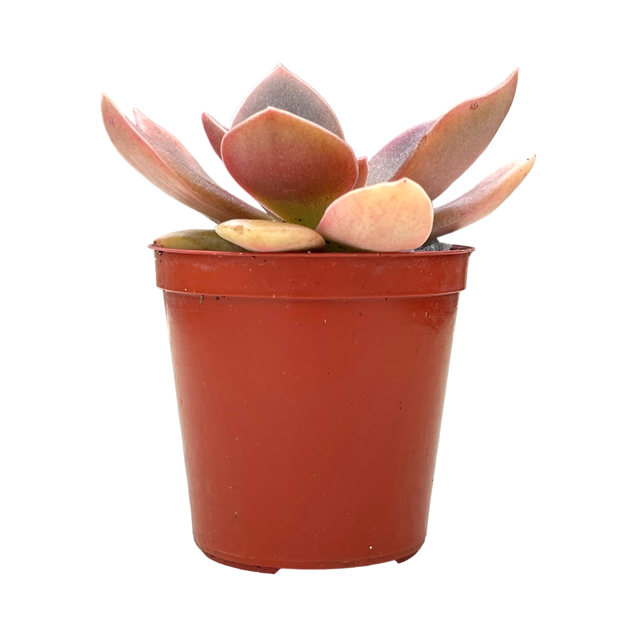 Echeveria carnicolor