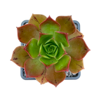 Aeonium calderense