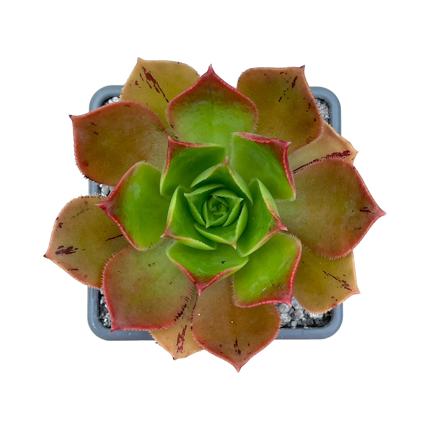 Aeonium calderense