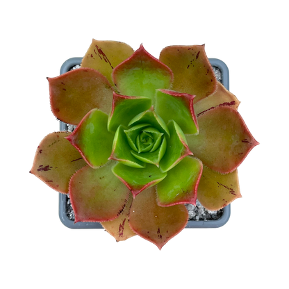 Aeonium calderense