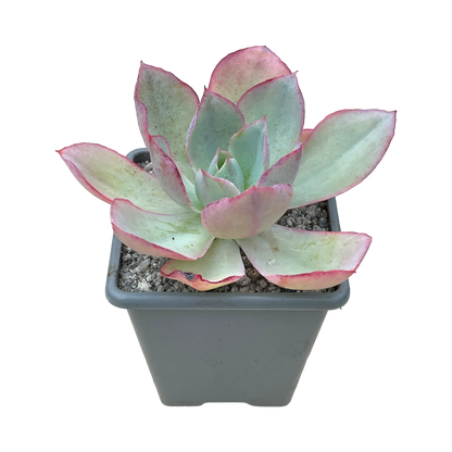 Echeveria lozano