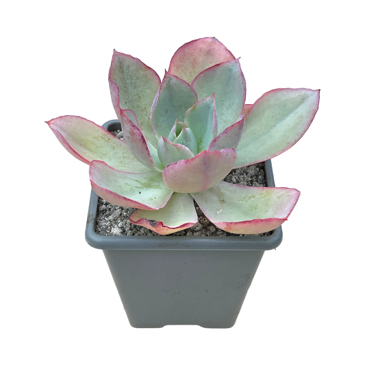 Echeveria lozano