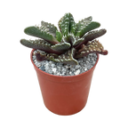 Faucaria tuberculosa