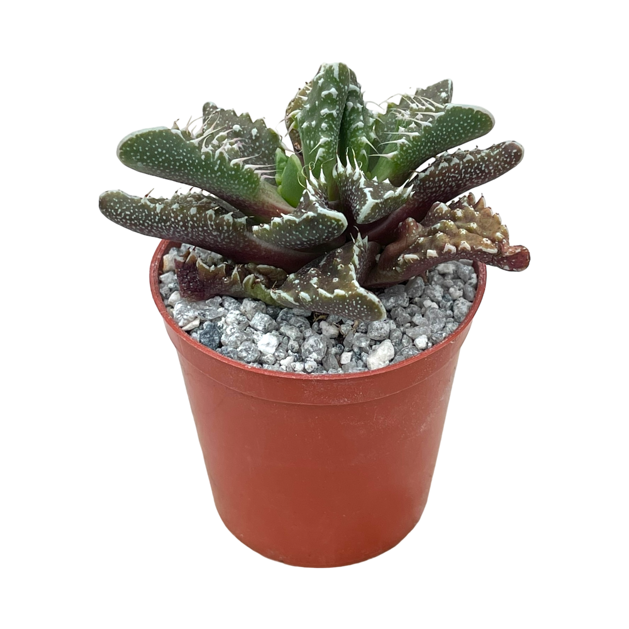 Faucaria tuberculosa