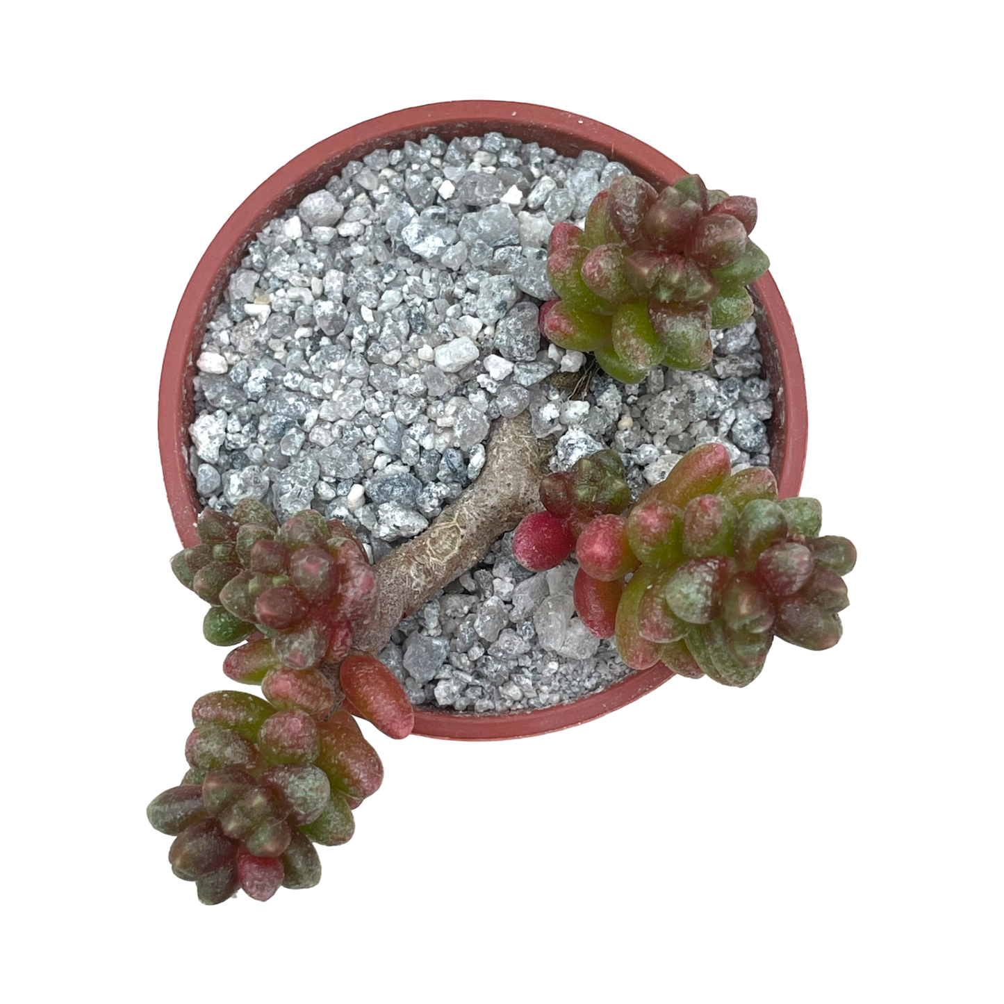 Sedum furfuraceum