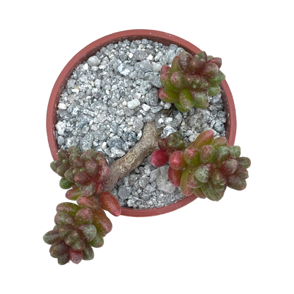 Sedum furfuraceum