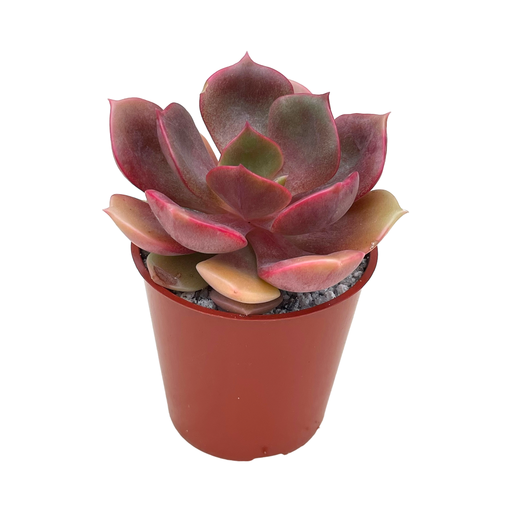 Echeveria 'Zestar'