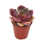 Echeveria 'Zestar'