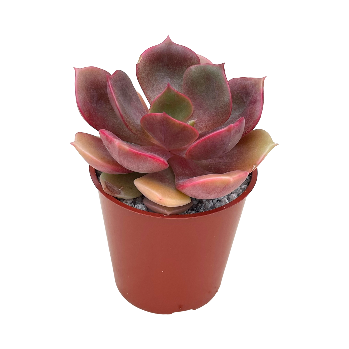 Echeveria 'Zestar'