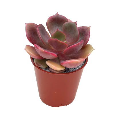 Echeveria 'Zestar'