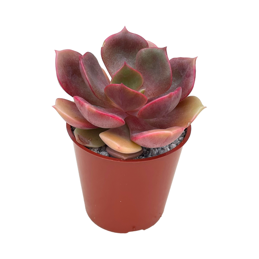 Echeveria 'Zestar'