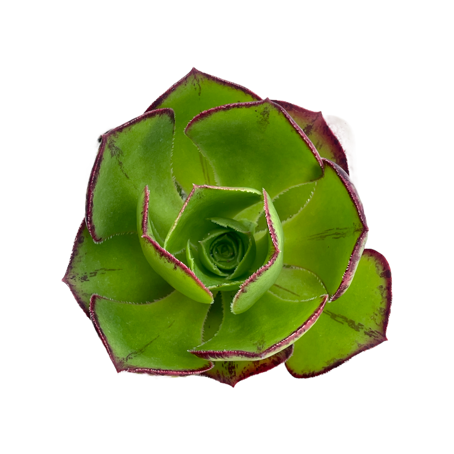 Aeonium 'Marnier Lapostolle'