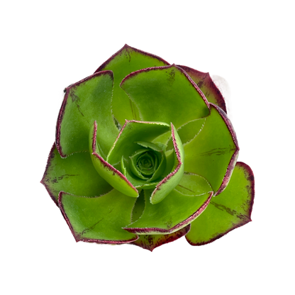 Aeonium 'Marnier Lapostolle'