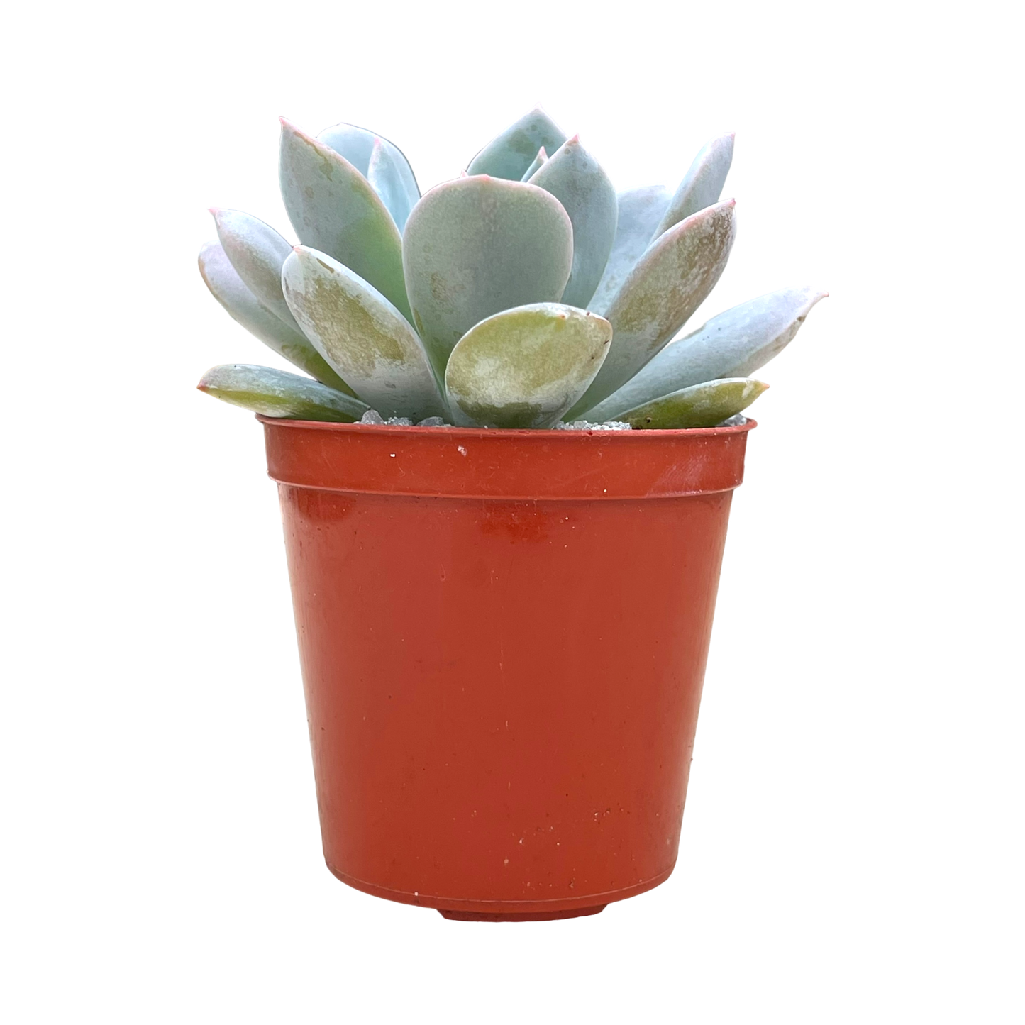 Echeveria 'Blue Star'