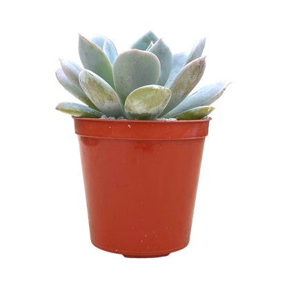 Echeveria 'Blue Star'