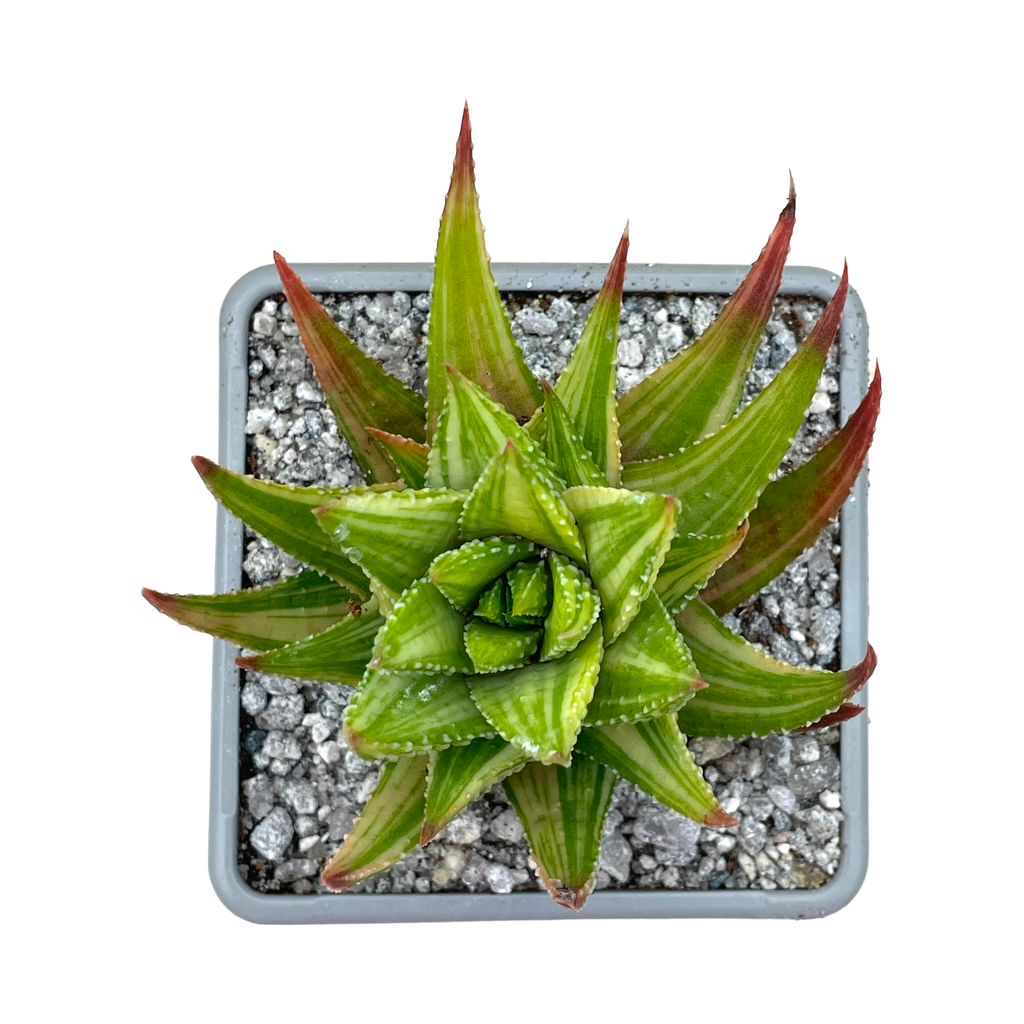 Haworthia attenuata var. radula f. variegata
