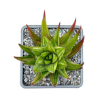 Haworthia attenuata var. radula f. variegata