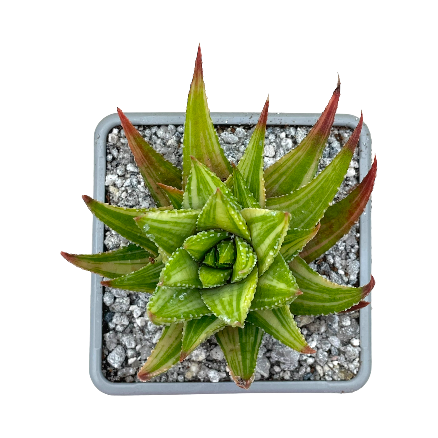 Haworthia attenuata var. radula f. variegata