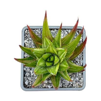 Haworthia attenuata var. radula f. variegata