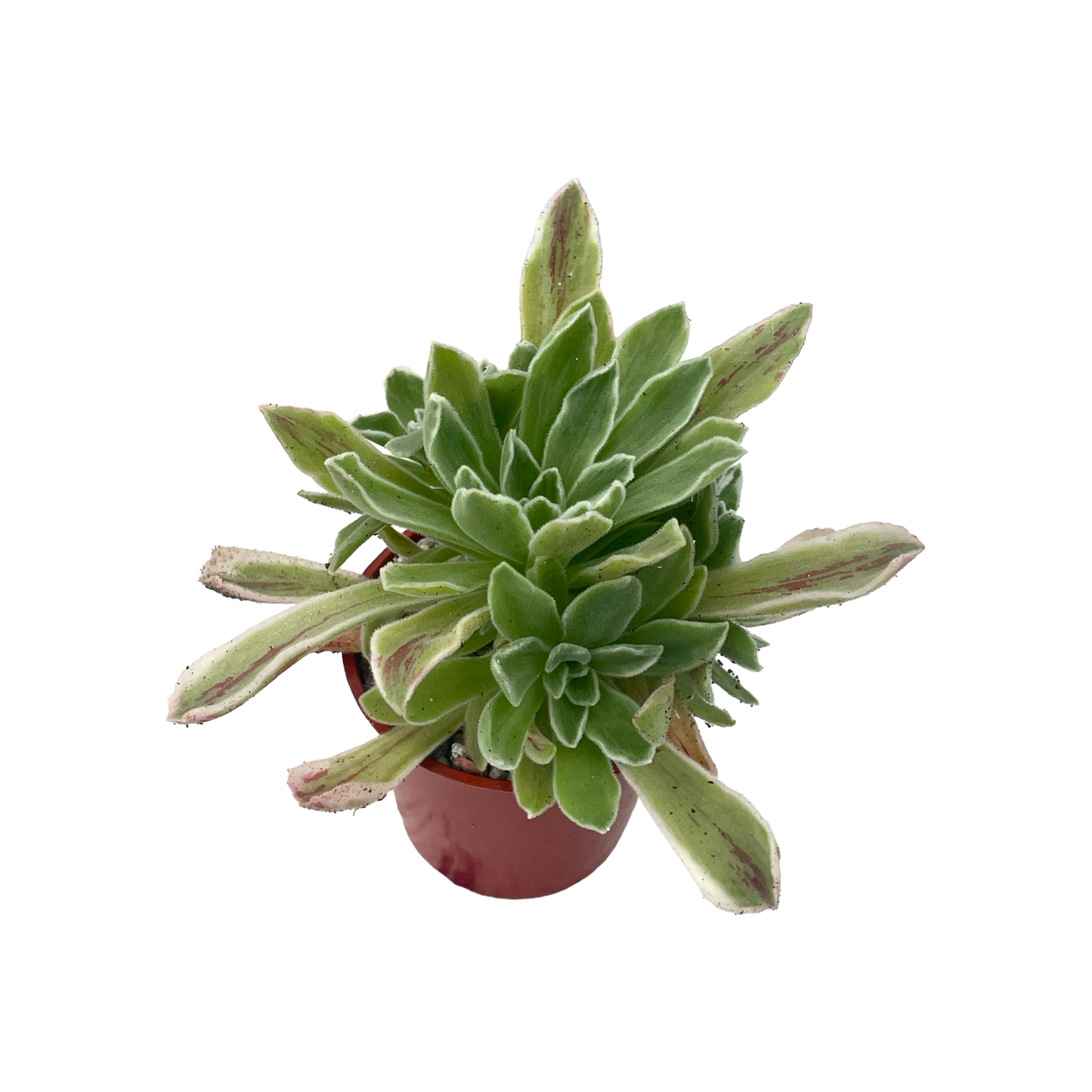 Aeonium goochiae 'Ballerina'