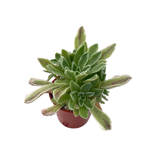 Aeonium goochiae 'Ballerina'