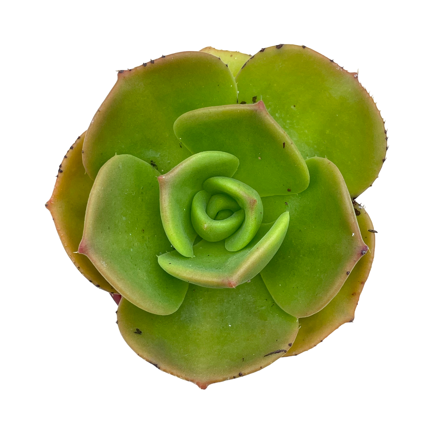 Aeonium nobile