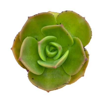 Aeonium nobile