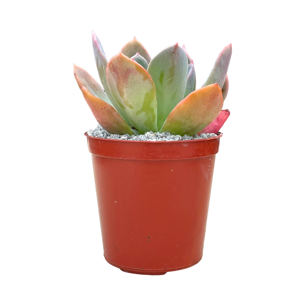 Echeveria 'Blue Prince'