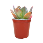 Echeveria 'Blue Prince'