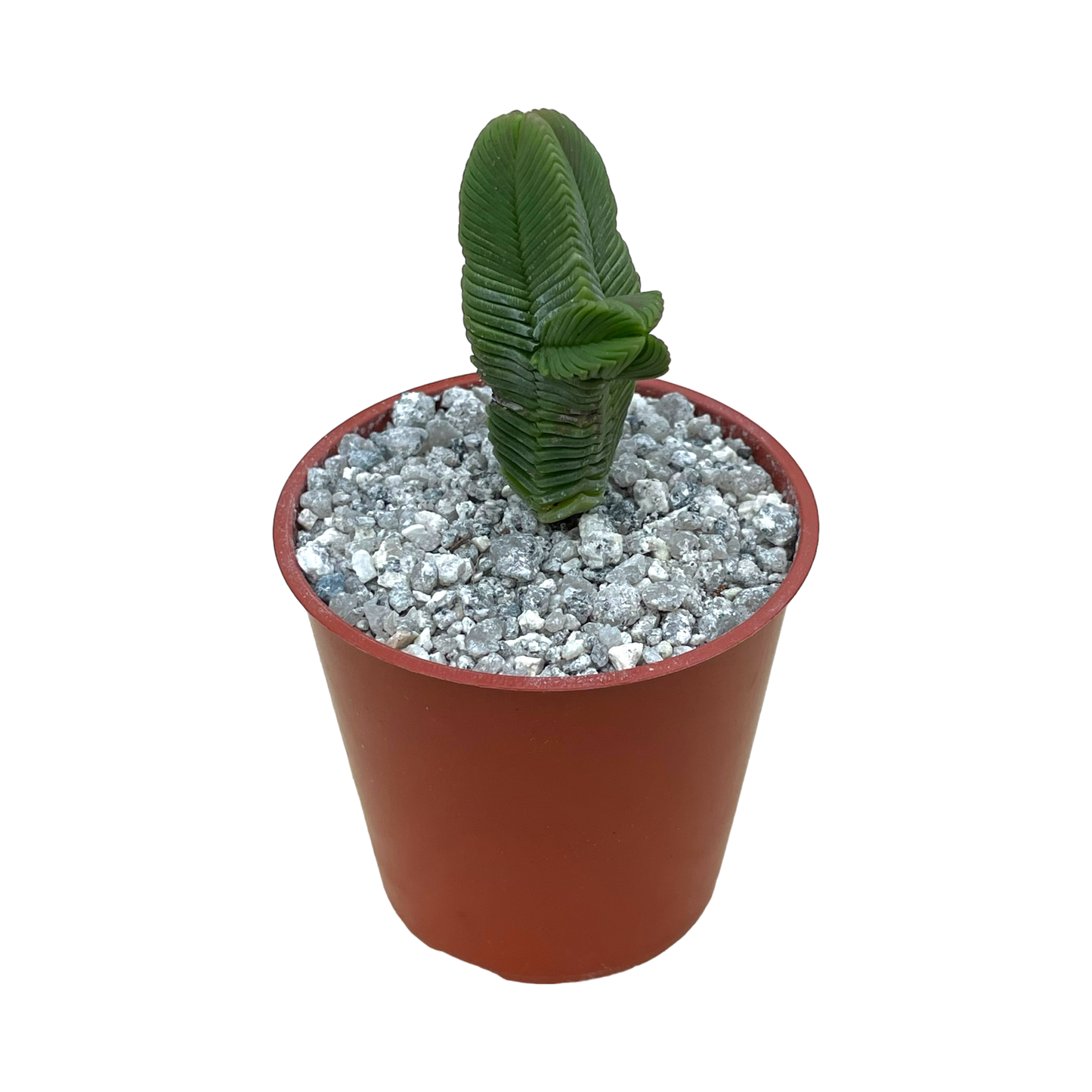 Crassula pyramidalis