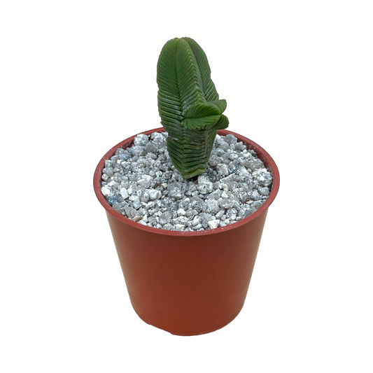 Crassula pyramidalis