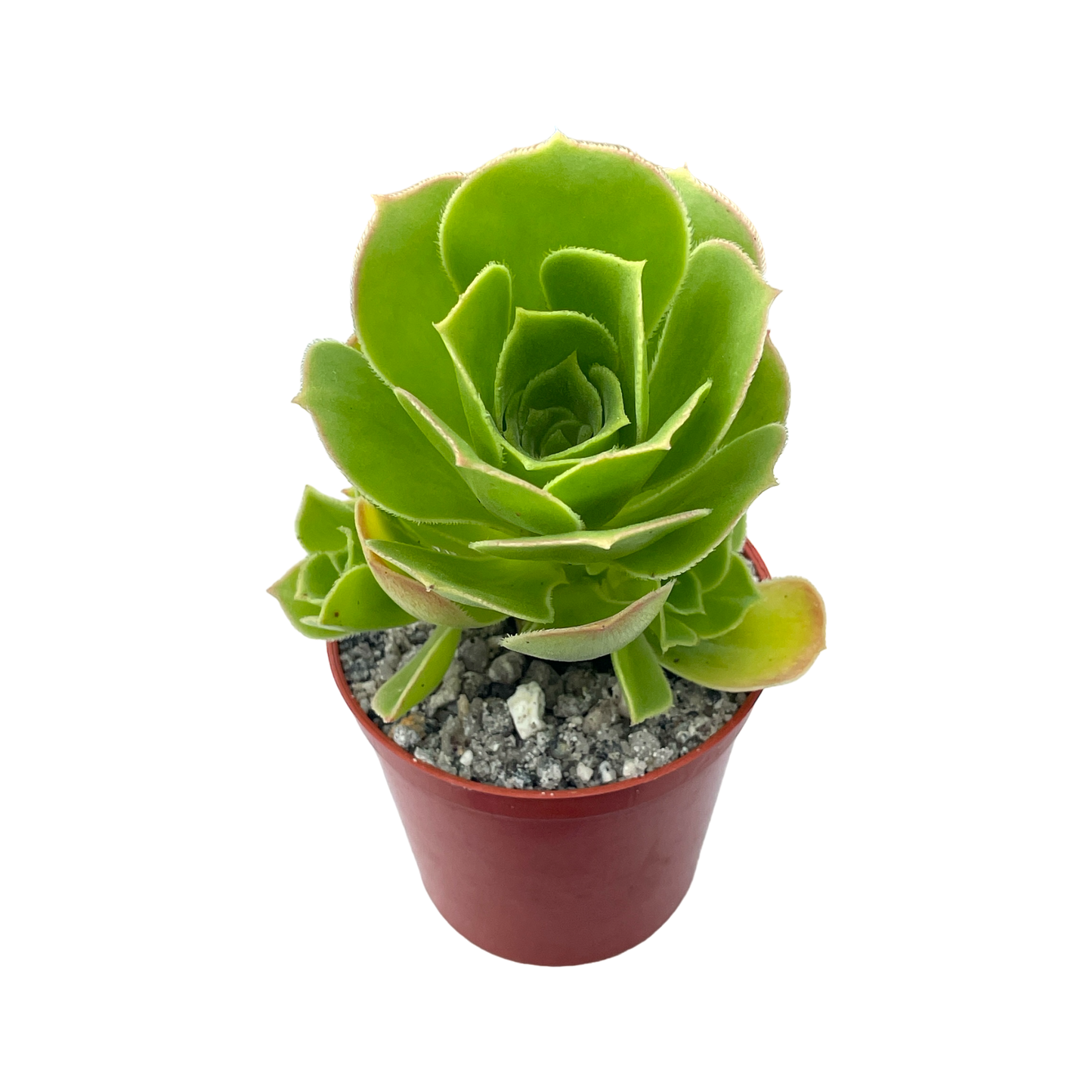 Aeonium balsamiferum