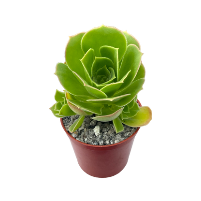 Aeonium balsamiferum