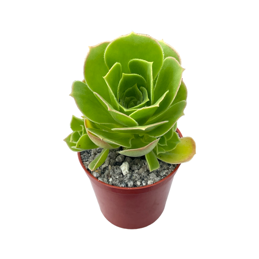 Aeonium balsamiferum