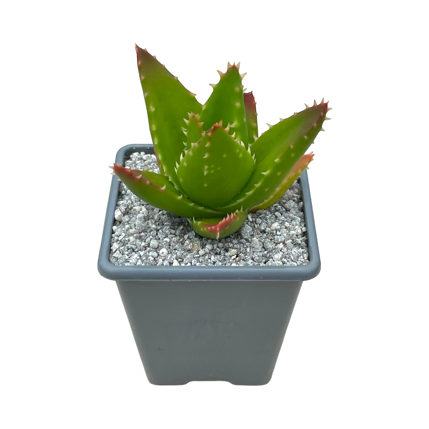 Aloe mitriformis