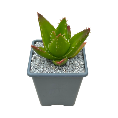 Aloe mitriformis