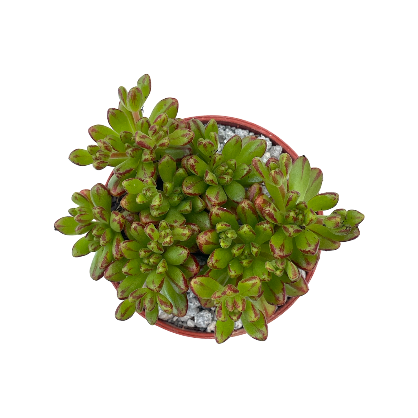 Aeonium sedifolium