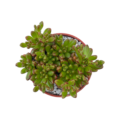 Aeonium sedifolium