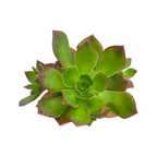 Aeonium lavranosii-newtonii