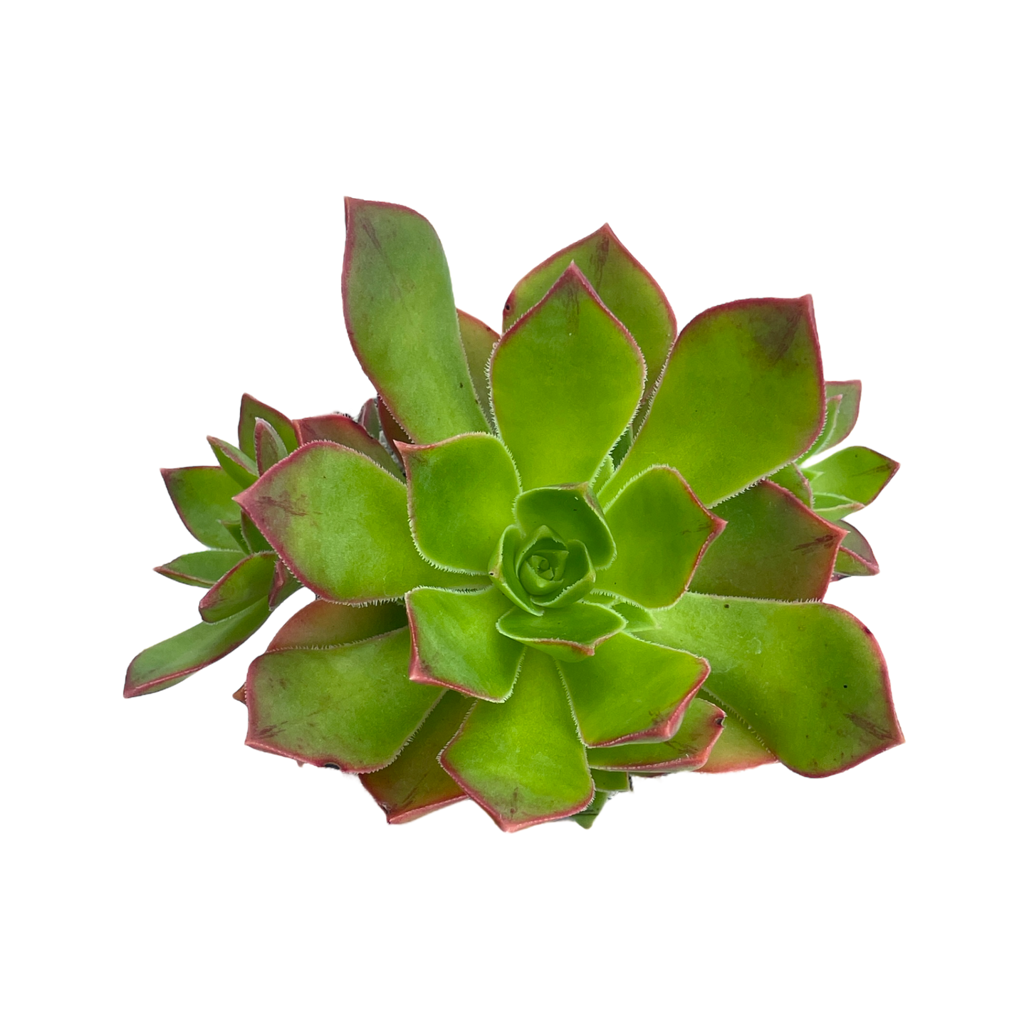 Aeonium lavranosii-newtonii