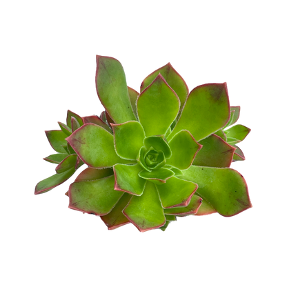 Aeonium lavranosii-newtonii