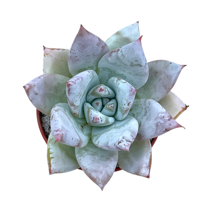 Echeveria 'Mexican Giant'