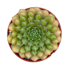 Graptopetalum filiferum